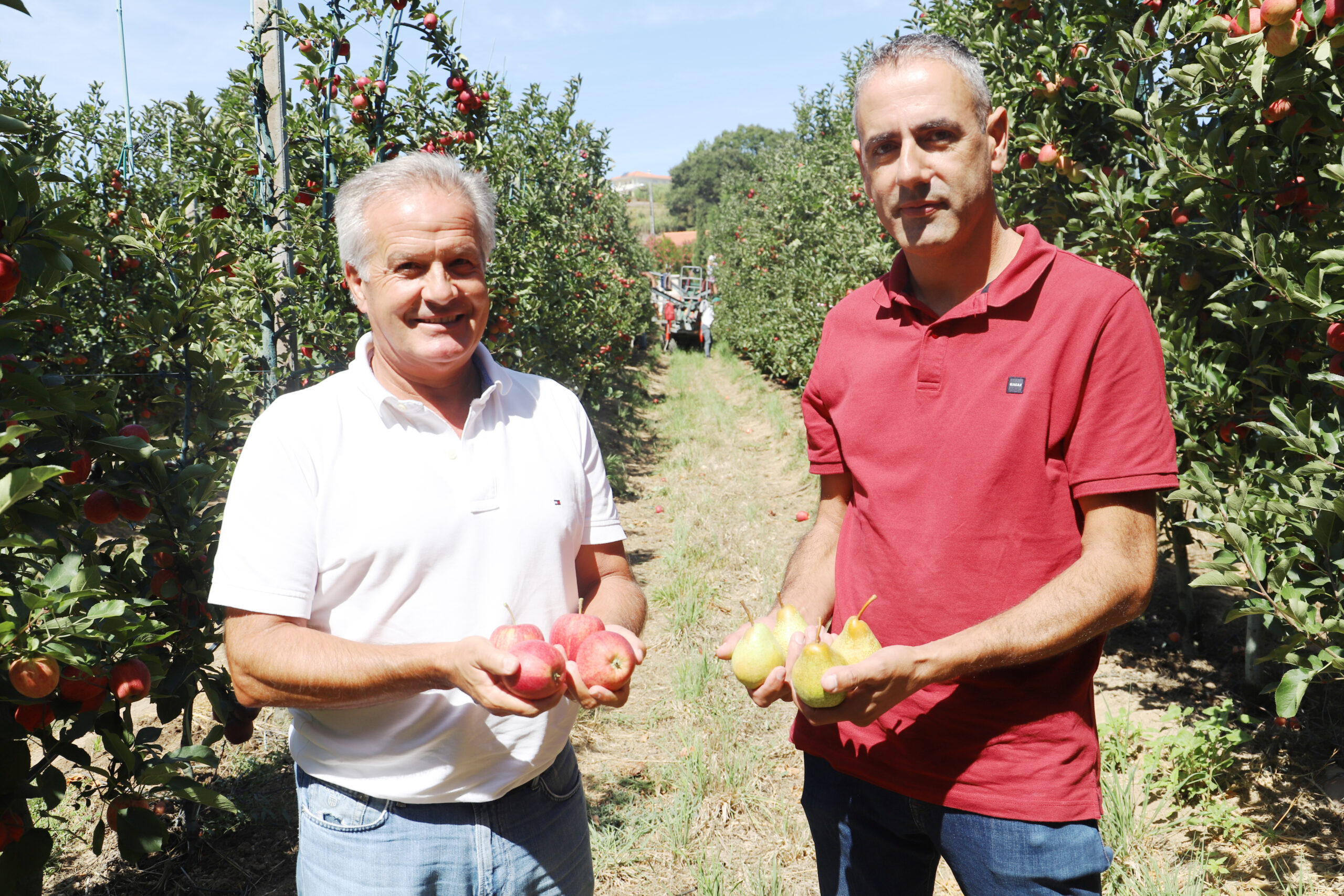 Alcobaça “lidera” fileiras da Maçã de Alcobaça e Pera Rocha do Oeste